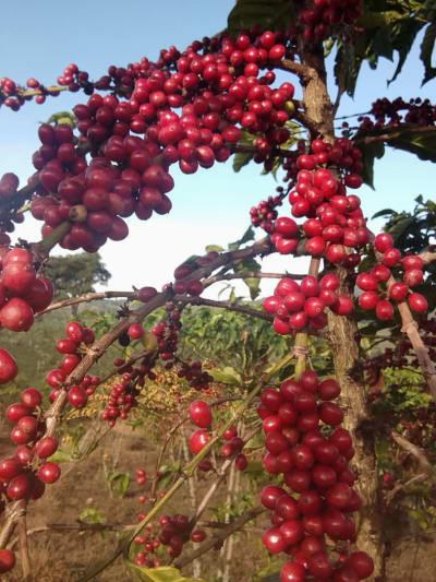 Ethiopian Blue Sun -  Organic