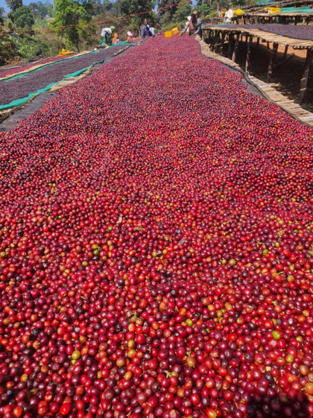 Ethiopian Blue Sun -  Organic