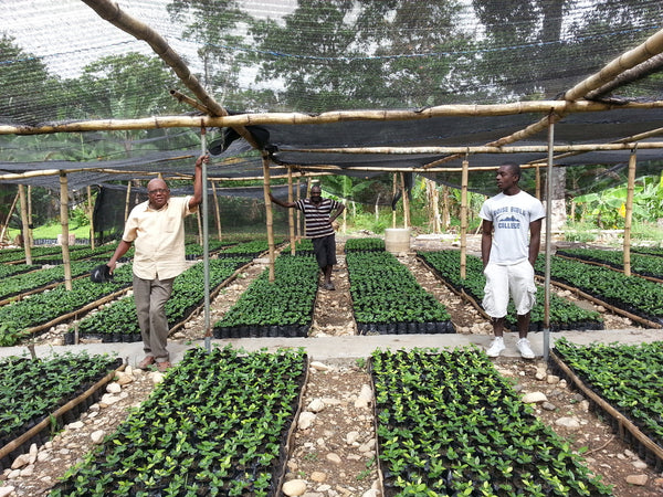 Organic Haitian Blue Mountain