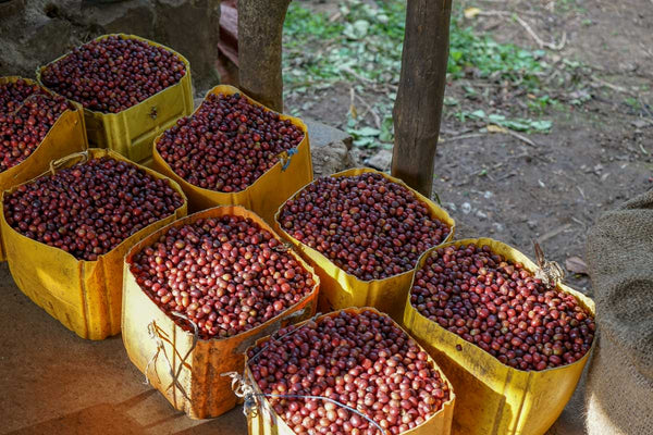 Ethiopian Organic Limu - Tega & Tula Farm - Rain Forest Alliance / Organic