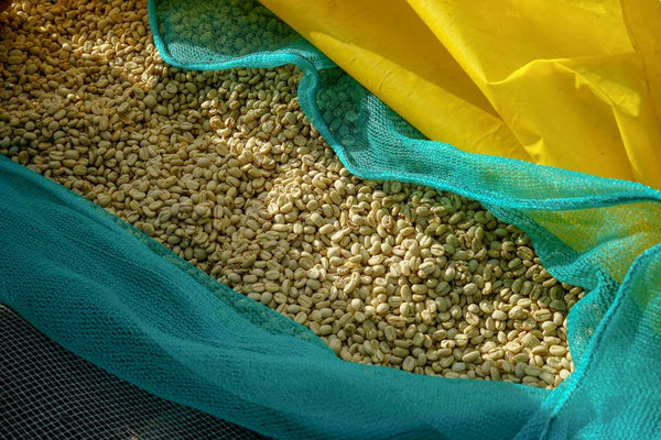 Ethiopian Organic Limu - Tega & Tula Farm - Rain Forest Alliance / Organic