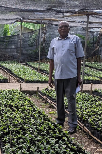 Organic Haitian Blue Mountain