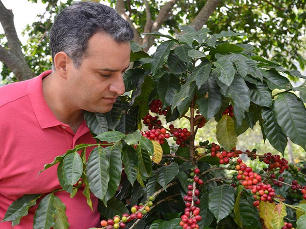 Dominican Republic - Ramirez Estate Organic - Direct Trade - Shade Grown