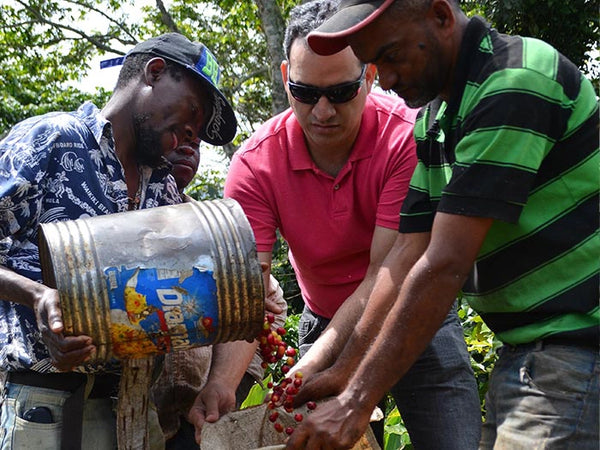 Dominican Republic - Ramirez Estate Organic - Direct Trade - Shade Grown