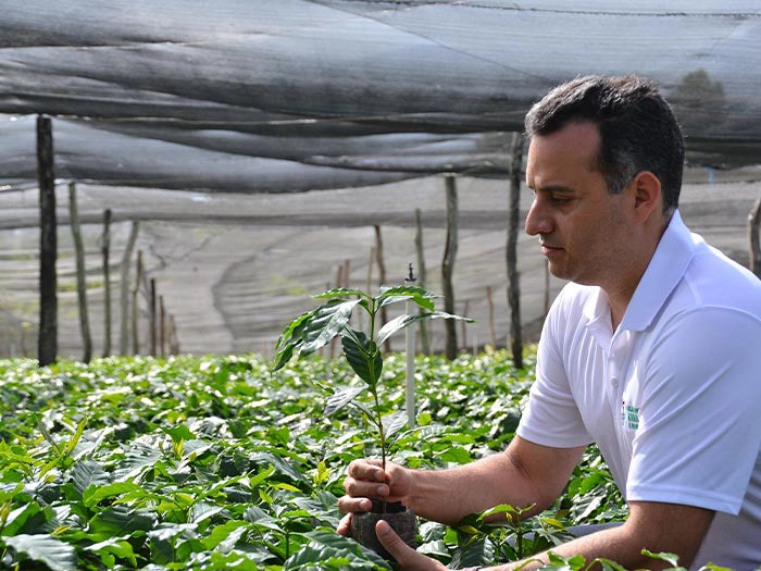 Dominican Republic Ramirez Estate Organic Direct Trade Shade Gro