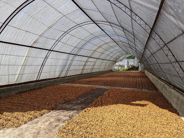 Dominican Republic - Ramirez Estate Organic - Direct Trade - Shade Grown
