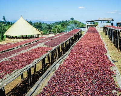 Ethiopia - Organic - Natural Guji