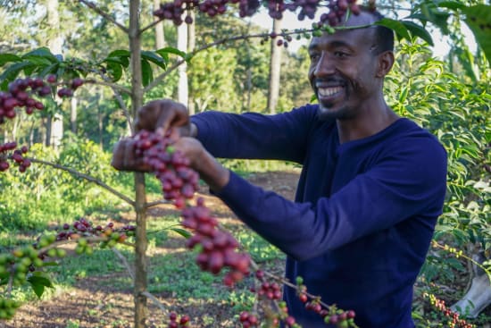 Ethiopia - Organic - Natural Guji