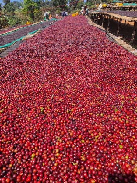 Ethiopia - Organic - Natural Guji