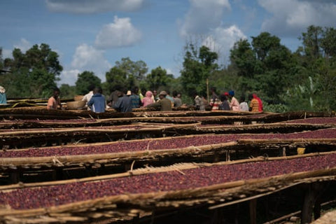 Ethiopian Decaf