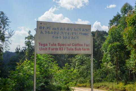 Ethiopian Organic Limu - Tega & Tula Farm - Rain Forest Alliance / Organic