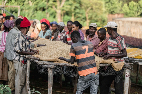 Ethiopian Yirgacheffe