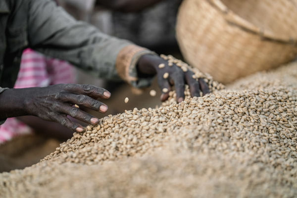 Ethiopian Yirgacheffe